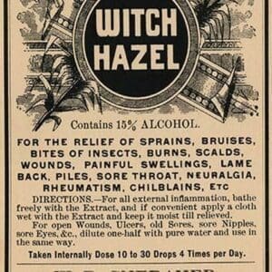 Witch Hazel - Art Print