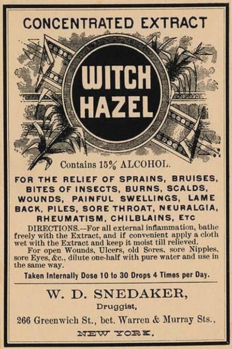 Witch Hazel - Art Print