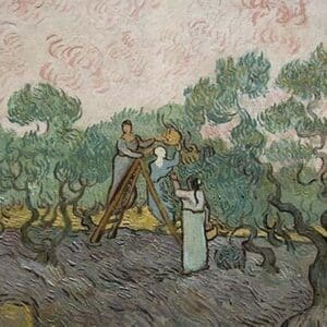 Women Picking Olives by Vincent van Gogh - Art Print