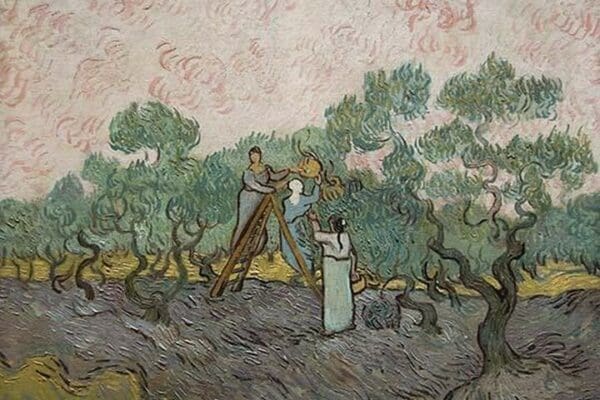 Women Picking Olives by Vincent van Gogh - Art Print