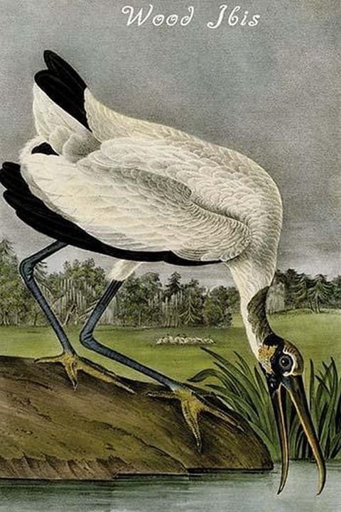 Wood Ibis by John James Audubon - Art Print