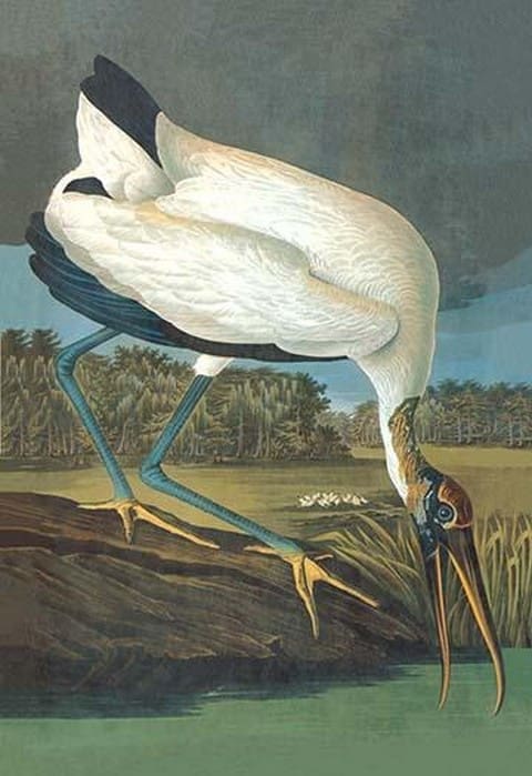 Wood Stork by John James Audubon - Art Print