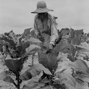 Worming Tobacco by Dorothea Lange - Art Print