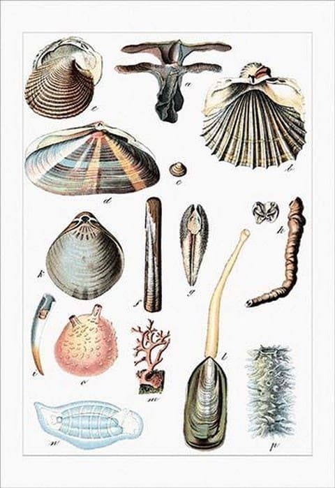 Worms and Bivalves by Heinrich V. Schubert - Art Print