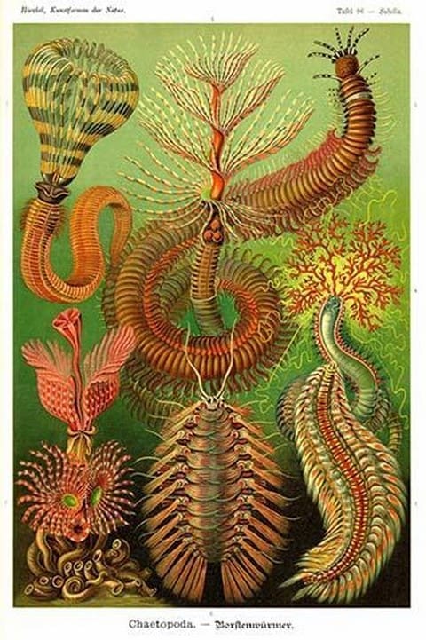 Worms by Ernst Haeckel - Art Print