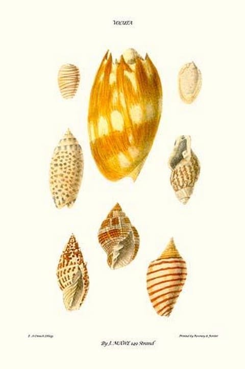 Wreath Shells By John Mawe - Art Print