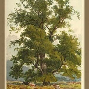 Wych Elm by W.H.J. Boot - Art Print