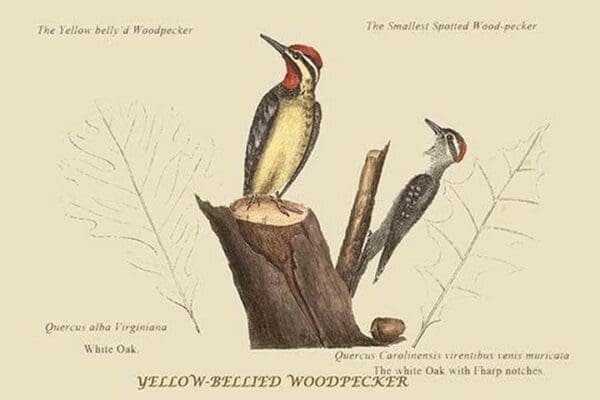 Yellow Bellied Woodpecker by Mark Catesby #2 - Art Print