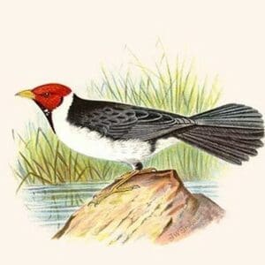 Yellow Billed Cardinal