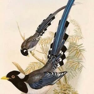 Yellow Billed Magpie by John Gould - Art Print