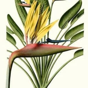 Yellow Bird of Paradise - Mandela's Gold by Louis Benoit Van Houtte - Art Print