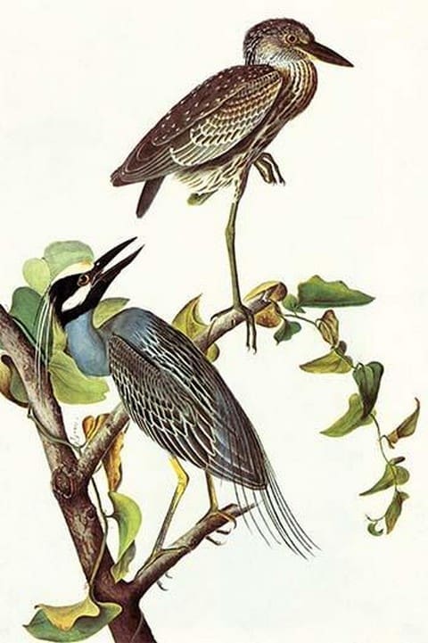 Yellow Crowned Night Heron & Little Blue Heron by John James Audubon - Art Print