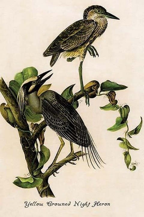 Yellow Crowned Night Heron by John James Audubon - Art Print