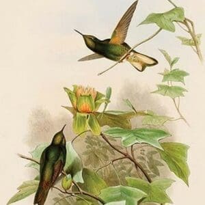 Yellow Fronted Panoplite Hummingbird by John Gould - Art Print