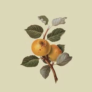 Yellow Ingestrie Pippin - Apple by William Hooker - Art Print