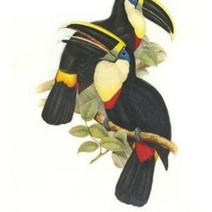 Yellow Ridged Toucan by John Gould #2 - Art Print