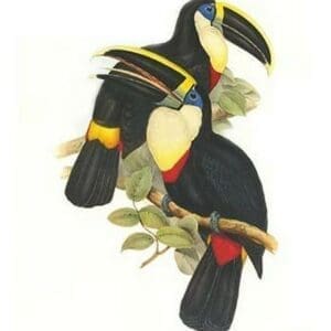 Yellow Ridged Toucan by John Gould - Art Print