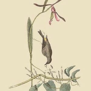 Yellow Rump by Mark Catesby #2 - Art Print