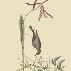 Yellow Rump by Mark Catesby - Art Print