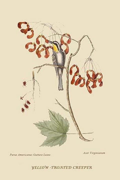 Yellow Throated Creeper by Mark Catesby #2 - Art Print