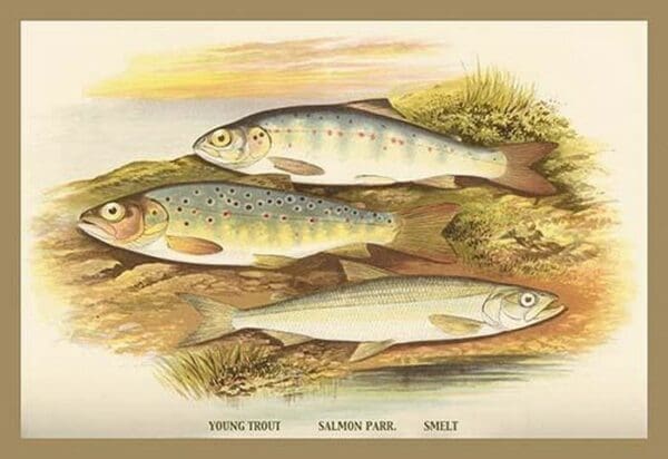 Young Trout