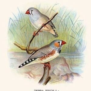 Zebra Finch by Frederick William Frohawk #2 - Art Print