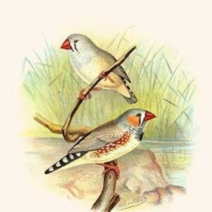 Zebra Finch by Frederick William Frohawk - Art Print