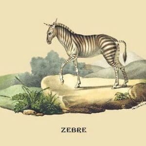 Zebre (Zebra) by E. F. Noel - Art Print