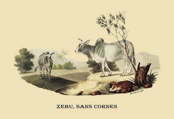 Zebu